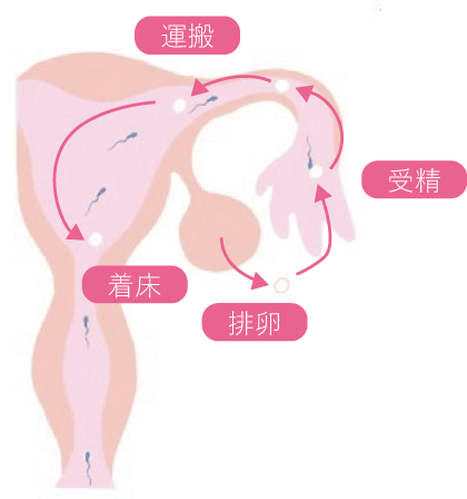 排卵 から 受精 まで