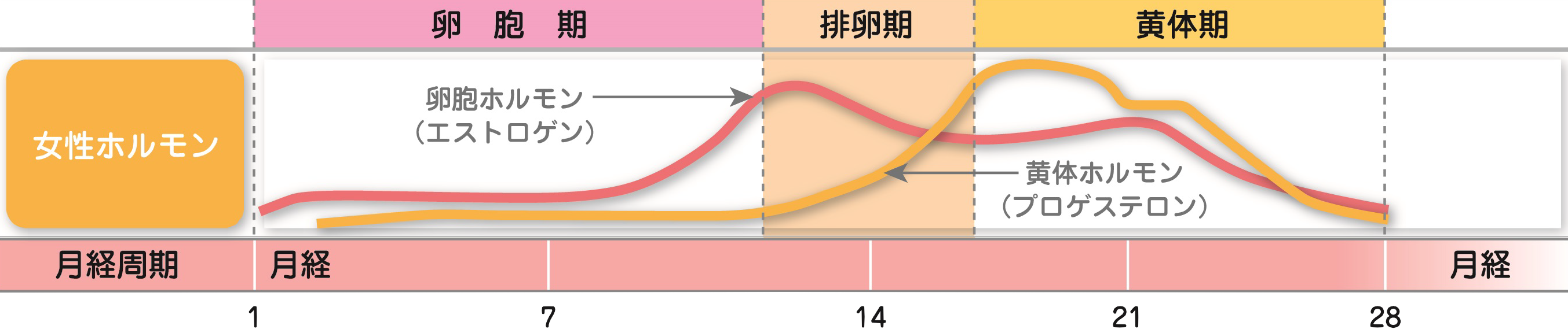 2種類の女性ホルモンと分泌のサイクル